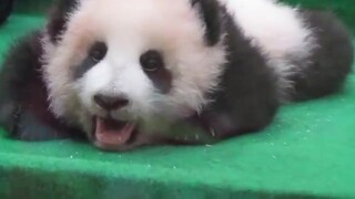 Panda Baobao yang bosan dan tak ada teman bermain