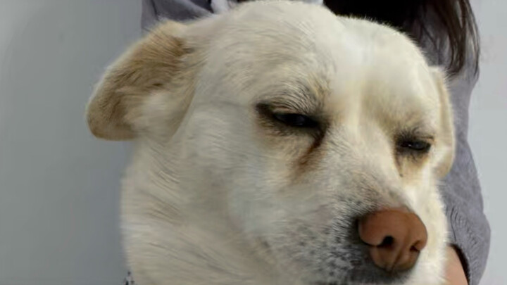 Immersive Experience: Daily Life Raising 40 Dogs