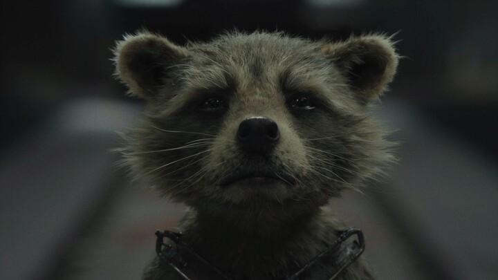 Người duy nhất trong Marvel dám cười nhạo IQ của Người Sắt! Rocket, Gấu trúc