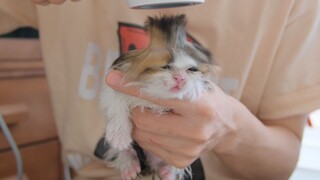 Who taught you to blow a cat like that?!