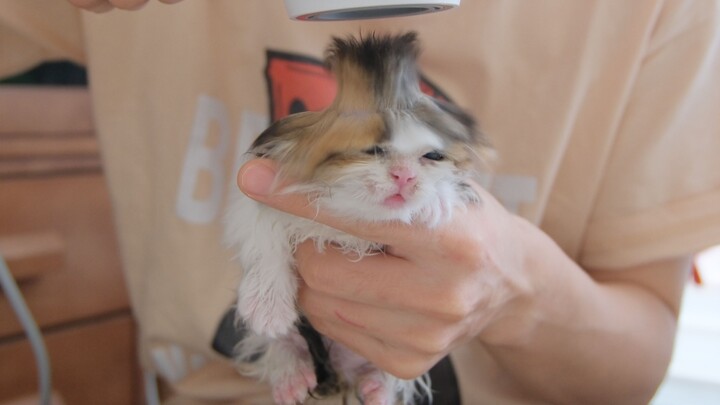 Who taught you to blow a cat like that?!