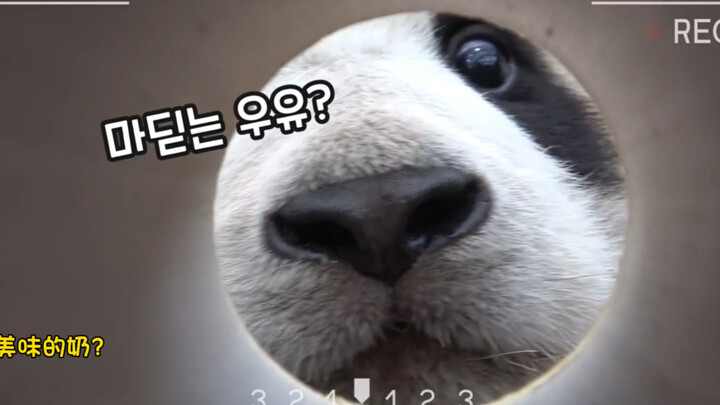 I wanna be Xiaofubao’s snack for a day—so cute it’s insane!