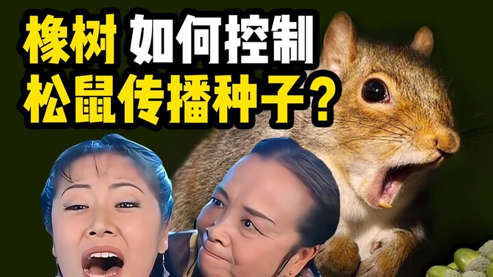 Cây sồi đã điều khiển sóc phát tán hạt giống như thế nào? - Dung ma ma kể chuyện khoa học tự nhiên: 