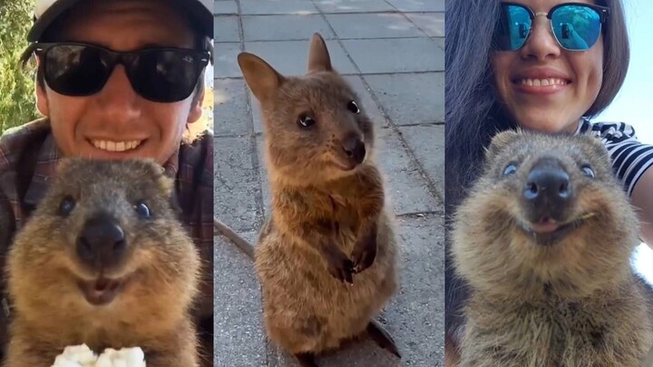 ไปเที่ยวฤดูใบไม้ผลิแล้วเจอจิงโจ้แคระหางสั้น = วันที่สมบูรณ์แบบ!