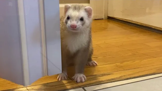 มิสเตอร์ เจมส์ บอนด์ เฟอร์เรท เหลือเชื่อ ภารกิจในการช่วยชีวิต Sassy อบเชยและ Sassy