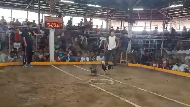 Arena De Morong- Bulik Mag Babalik Dehado Pero Panalo 🔥🔥🔥