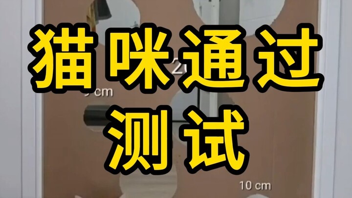 Mèo vượt qua bài kiểm tra