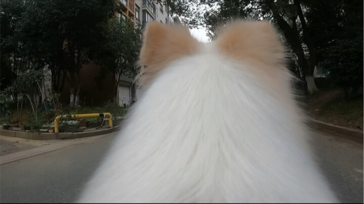 Bella’s Perspective