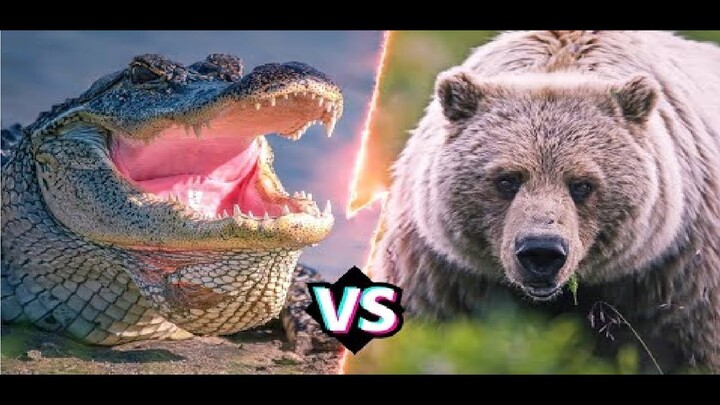 #8 Cá sấu vs Gấu - Series Cày Gank cùng Crocodile P | Crocodile P