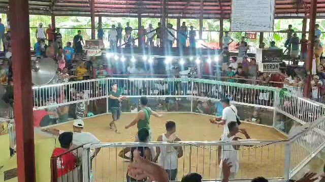 tank build ata tong manok ko kahit daming sugat d magpapatalo