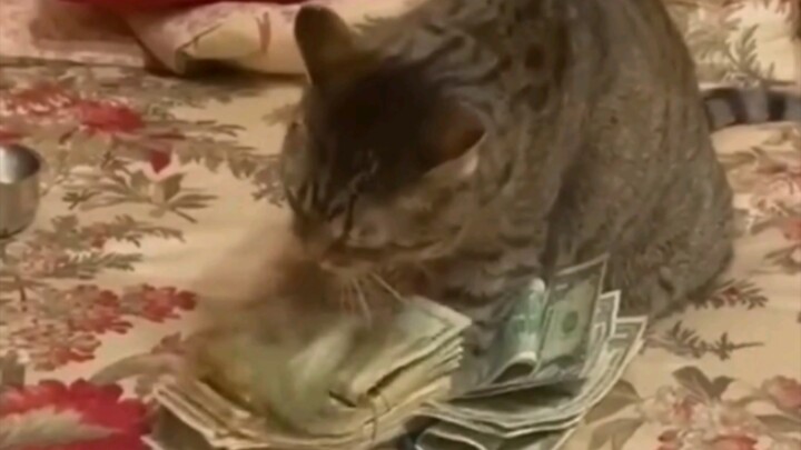 Sự vĩ đại của mèo không cần phải nói nhiều