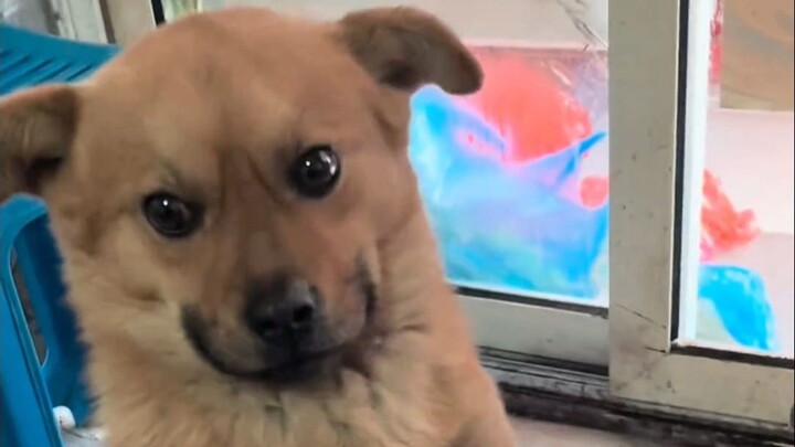 Dog: “Can’t you tell I’m socially anxious?”