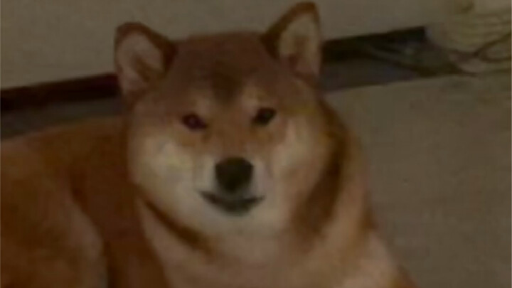 ลูกชายตัวโตของแม่ (จิ้งจอกตัวอ้วน)