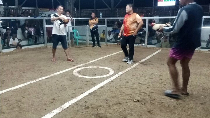 Joe Goode Grey (Arkenstone Backyard by Paulo) vs Super Brownred (Batang Luna by Wendell)