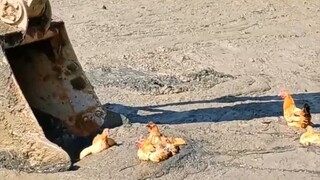 如果鸡鸡被黏住的是你呢