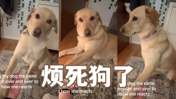 Keep asking the dog to shake hands—see how she reacts.