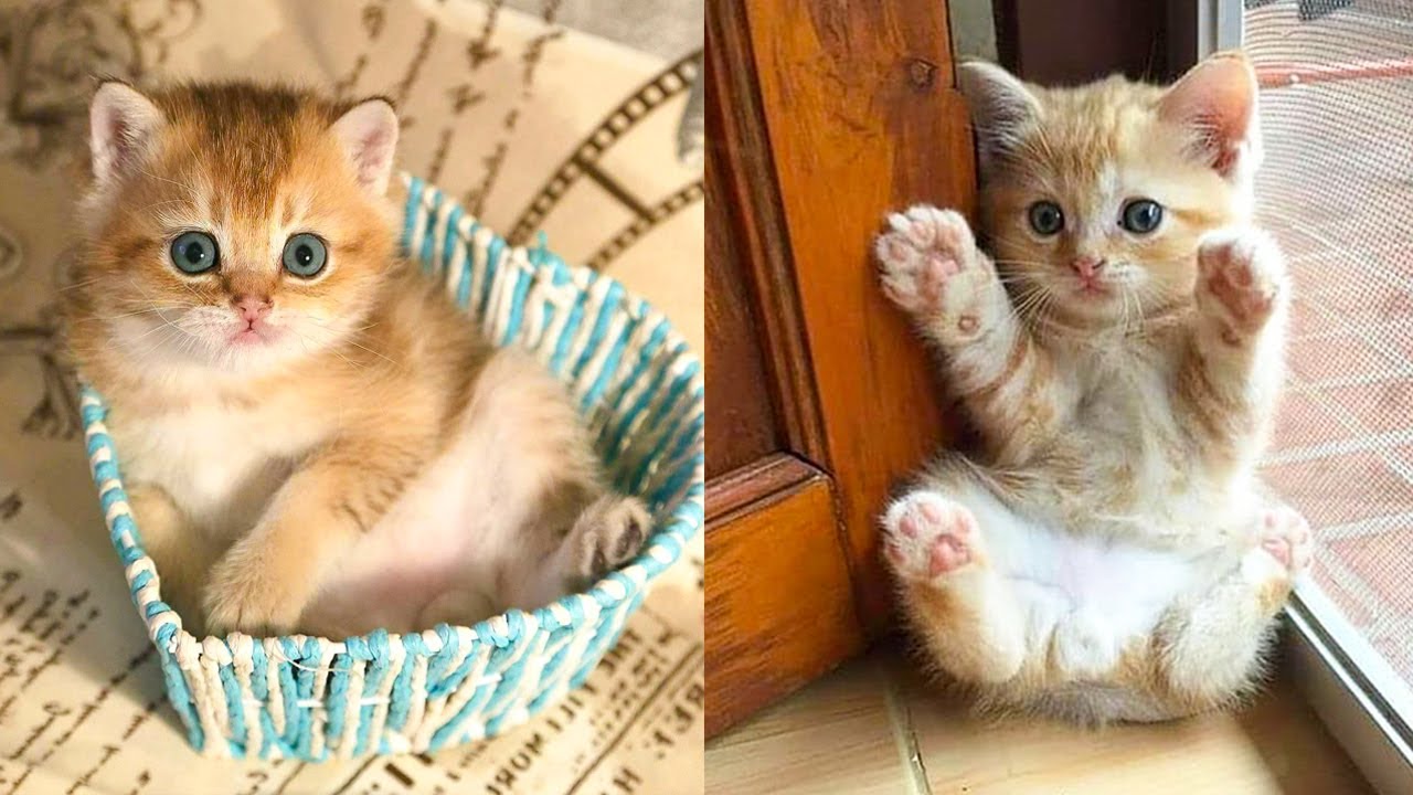 Baby Cats - Cute and Funny Cat Videos Compilation #28 | Aww Animals - Bilibili Baby Cats - Cute and Funny Cat Videos Compilation #28 | Aww Animals - Bilibili