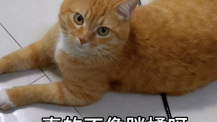 Nhặt được món đồ mua với giá 0 đồng, nó có thực sự là mèo màu cam không?