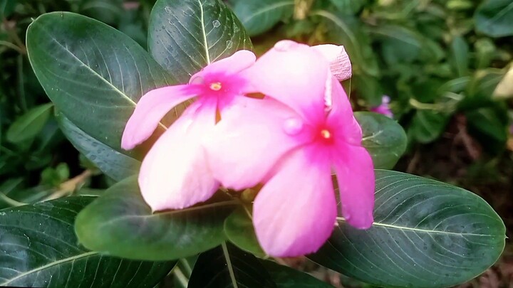 THE BEUTY OF NATURE IN PESHAWAR JHAGRA EDITS BY KHAN EDITOR 💯🥀🥀💞