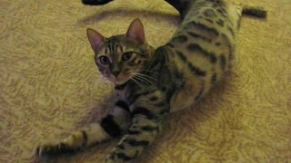 Bengal Cat Jasmine wakes up talking.m4v