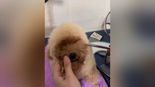 Khi cửa sổ tâm hồn bị che lấp 😅😅😅poodle yêuchó chó_cưng