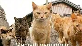 kisah sad kucing oren - full dari kecil lucu