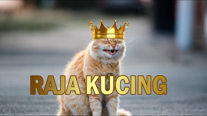 Video Kucing Imut dan Menggemaskan Bikin Jatuh Cinta