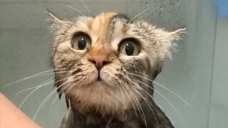 Một số con mèo trông già hơn sau khi tắm😂