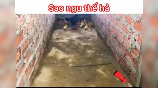 Ngu thế hả
