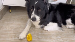 Puppy: I understand the process, but today's situation is special.