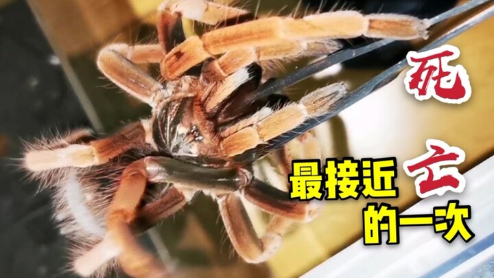 Nyaris Tewas Ditangan Laba-Laba Raksasa! Setelah 10 Tahun Membesarkan Laba-Laba, Ini Adalah Kali yan