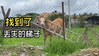 Những video động vật vui nhộn!