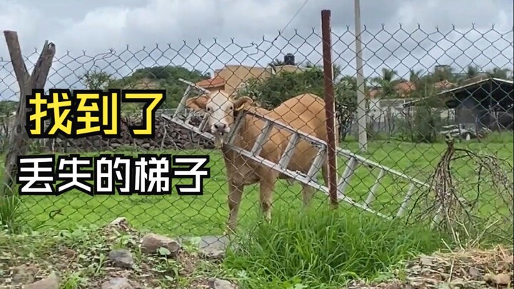วิดีโอสัตว์สุดฮาเหล่านั้น!