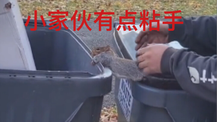 只要我快速的一抓二拔三扔，小松鼠立马就脱困了