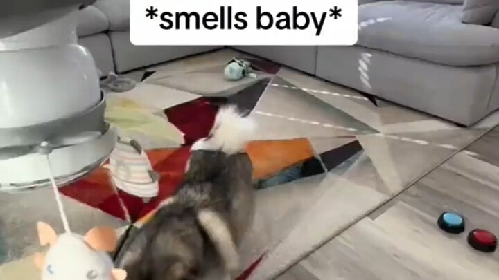 Merawat anjing selama seribu hari, gunakan anjing untuk mengasuh bayi!