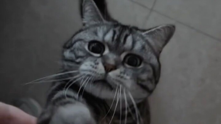 Both humans and cats are plotting and scheming.