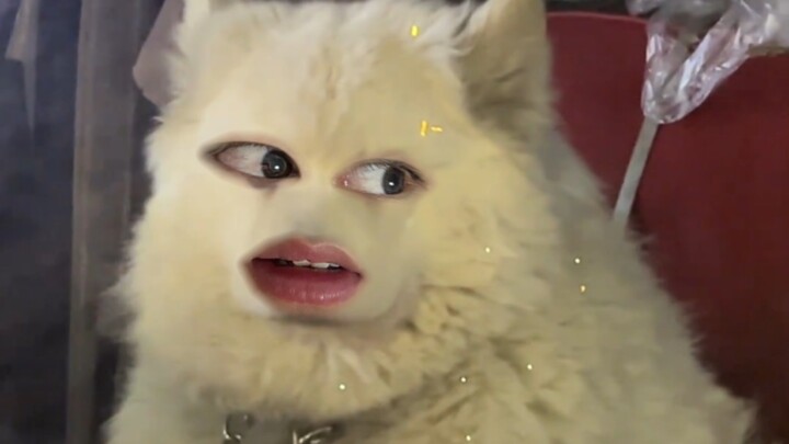 Person: I thought you were a fake dog: If you don’t accept my toast, you’ll have to drink a penalty 