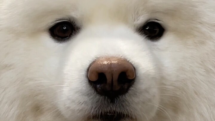 Tôi đáng yêu như vậy, xin hãy ban cho tôi một cô vợ