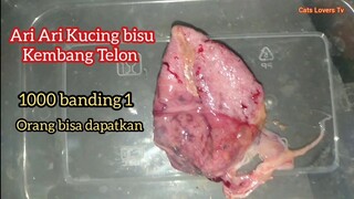 Ari-Ari Kucing Kembang Telon Langka