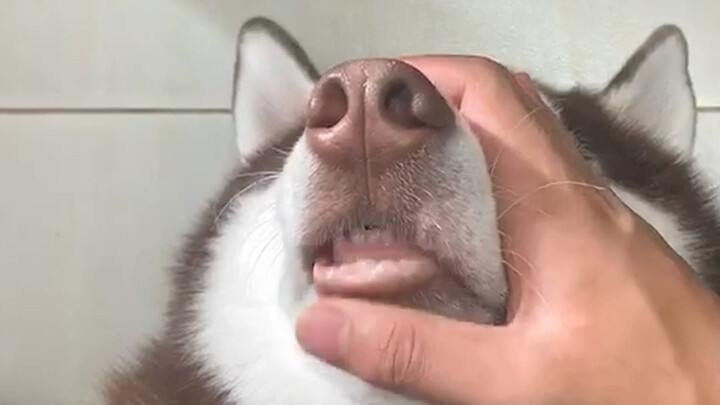 Husky: Aba aba!