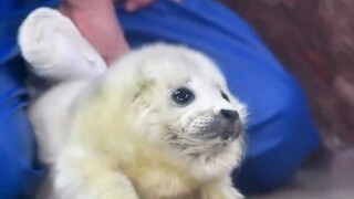 Bayi anjing laut, kamu memang udang goreng yang mengembang dan imut