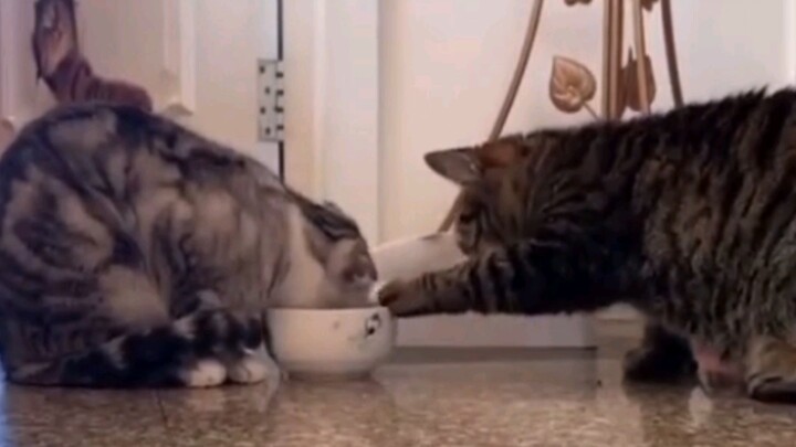 Darling, you eat! My dear, you eat! Alright, now be all sweet and eat it for me!