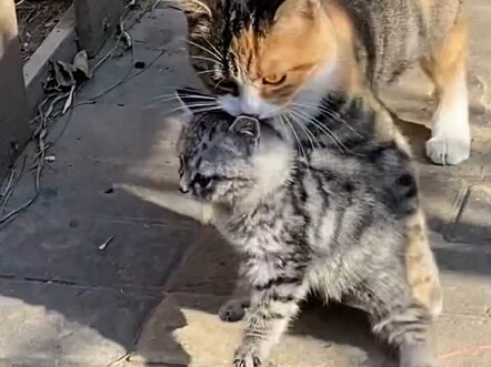 A mother cat carried her kitten and somehow ended up right in front of me. Where was she headed with