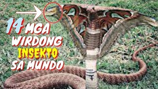 14 WIRDO NA MGA INSEKTO SA MUNDO | WEIRDEST INSECTS | Tenrou21