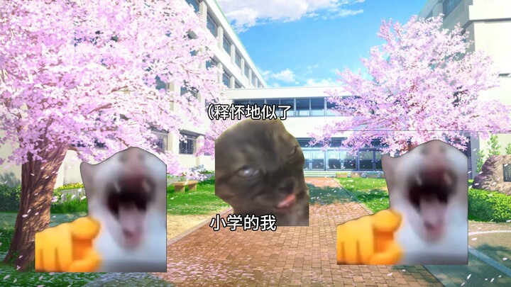 [Cat meme] Chuyện mẹ mặc cho tôi tất đen khi tôi còn học tiểu học