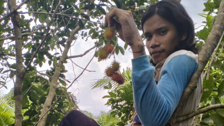 Panen rambutan