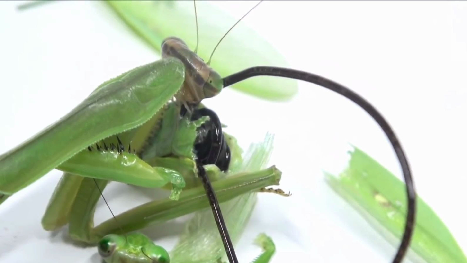 Mantis Eats Nipple