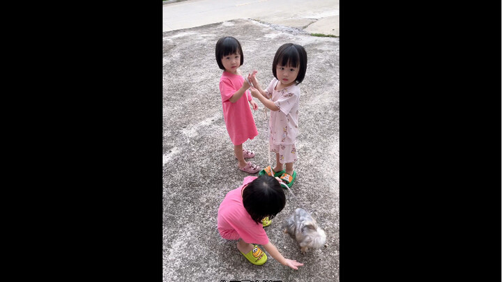 ดูเหมือนว่าสุนัขตัวเดียวไม่พอ ต้องสามตัวเลย