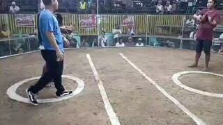 Agilahas black dom 9monthd old