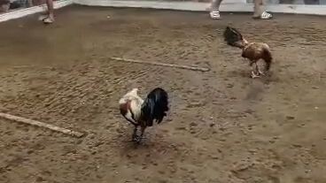 2xwinner laging walang sugat🐓